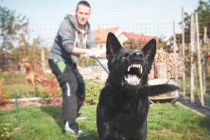 dog bite